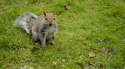 Eastern gray squirrel Stock Footage 61135009