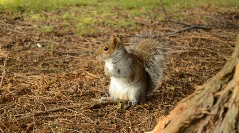 Eastern gray squirrel Stock Footage 61219430