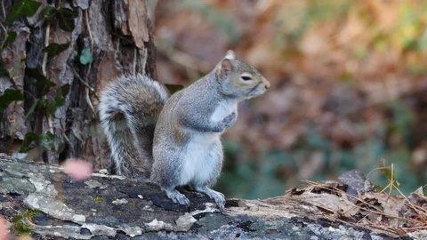 Eastern gray squirrel Stockbeeldmateriaal 100889700