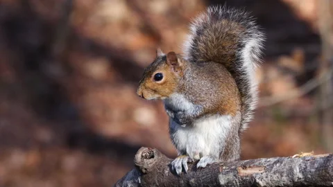 Eastern gray squirrel Stock Footage 229019559