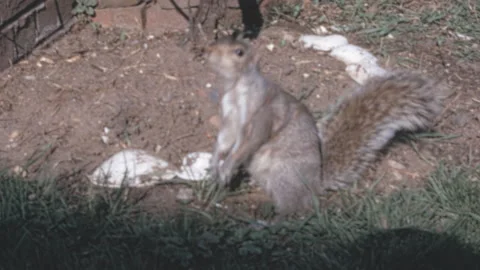 Eastern Gray Squirrel Foraging in New York City Garden 1960s Stock Footage 339187526