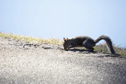 Eastern Gray Squirrel Foraging Stock Photos