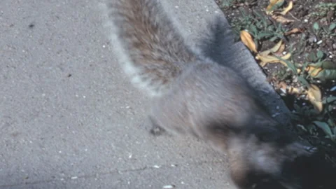 Eastern Gray Squirrel Foraging On Sidewalk Near Shoe New York City 1960s Stock Footage 339653674