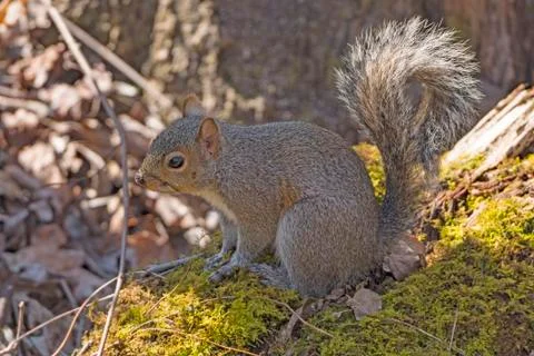 Eastern Gray Squirrel in the Forest 스톡 사진
