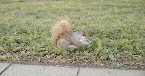 Eastern gray squirrel in grass eating Stock Footage 114594053