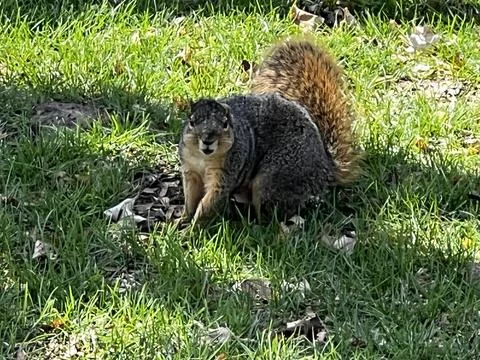 Eastern gray squirrel in the grass Stock Photos