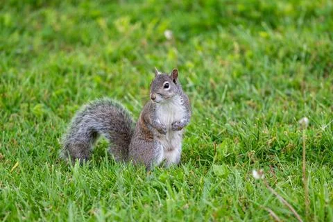 Eastern gray squirrel in the grass 스톡 사진