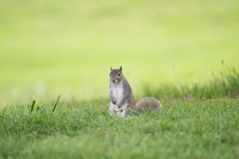 Eastern gray squirrel in the grass Fotos de archivo
