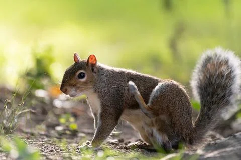 Eastern gray squirrel on the ground in Central Park Stock Photos