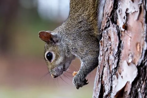 Eastern Gray Squirrel Holding Bread Extreme Close Up Foto stock