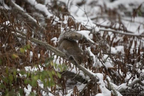 Eastern Gray Squirrel Jumping to the Ground Stock Photos