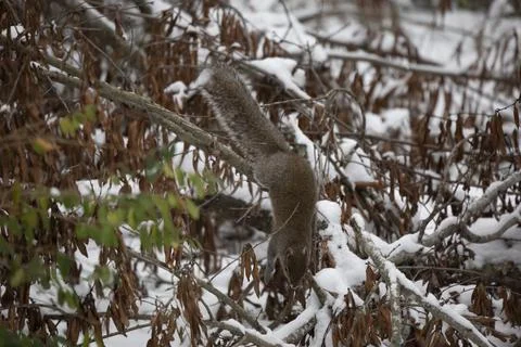 Eastern Gray Squirrel Jumping to the Ground Stock Photos