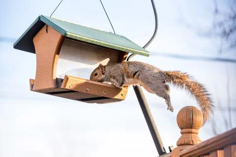 An Eastern Gray Squirrel leaping onto a hanging bird feeder Stock Photos