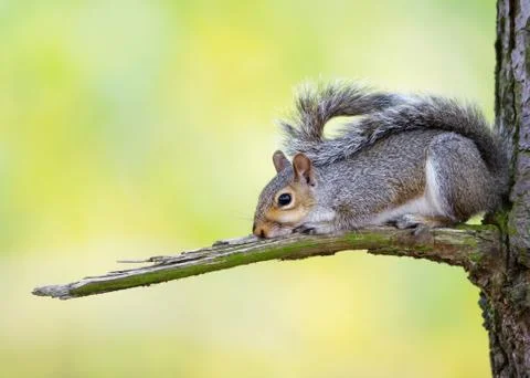 Eastern Gray squirrel lying on a tree branch Stock Photos