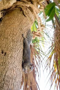 An Eastern Gray Squirrel on a palm tree trunk and eating a nut Stock Photos