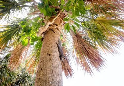 An Eastern Gray Squirrel on a palm tree trunk and eating a nut Foto stock