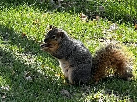 Eastern gray squirrel in the park Stock Photos