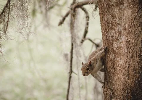 Eastern Gray Squirrel Peering Tree Trunk Spanish Moss Florida Stock Photos