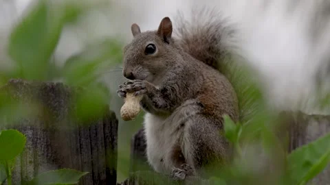 Eastern Gray Squirrel perched on a backyard fence eating a peanut Stock Footage 264182930