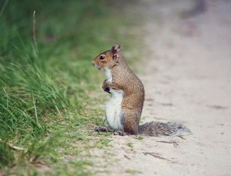 Eastern gray squirrel Stock Photos