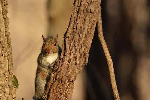 Eastern Gray Squirrel Foto stock