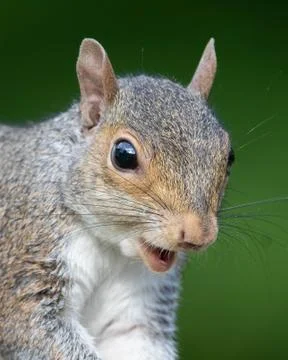 Eastern Gray Squirrel Stock Photos