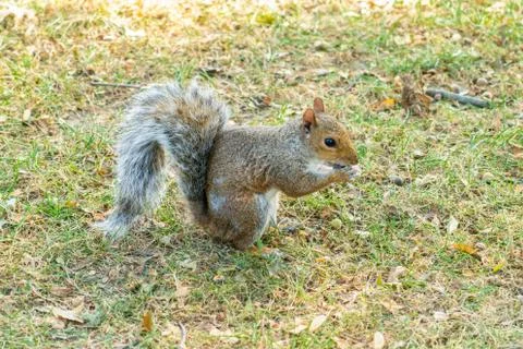 Eastern gray squirrel Stock Photos