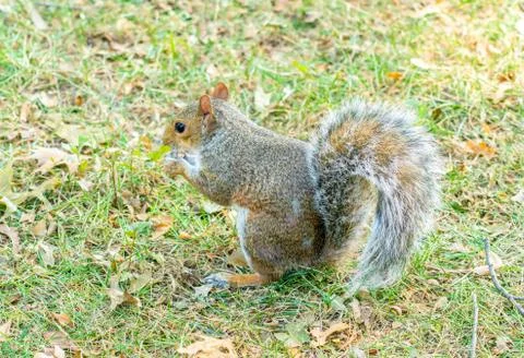 Eastern gray squirrel Stock Photos