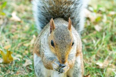 Eastern gray squirrel Stock Photos