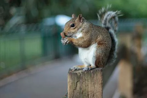 Eastern gray squirrel Stock Photos