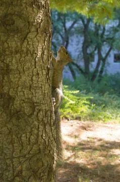 Eastern gray squirrel Stock Photos