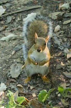 Eastern gray squirrel Stock Photos