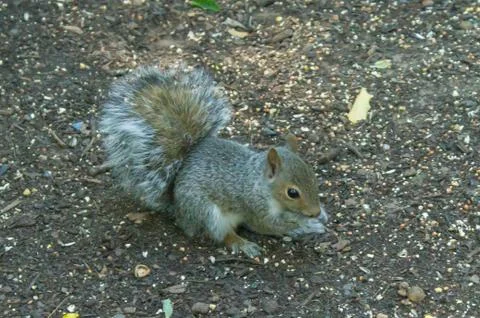Eastern gray squirrel Stock Photos