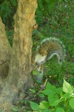 Eastern gray squirrel Stock Photos