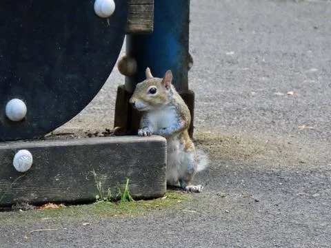 Eastern gray squirrel Stock Photos