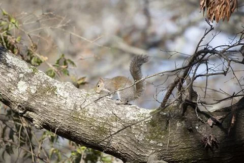 Eastern Gray Squirrel Stock Photos