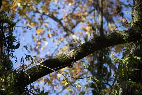 Eastern Gray Squirrel Stock Photos