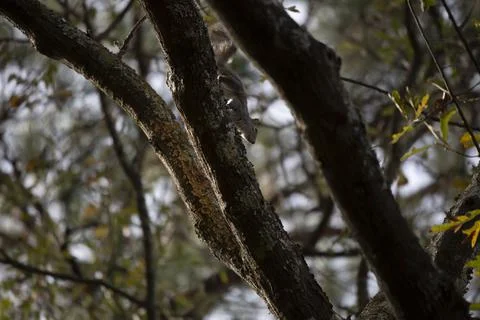 Eastern Gray Squirrel Stock Photos