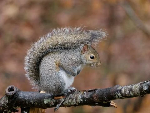Eastern Gray Squirrel Fotos de archivo