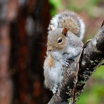 Eastern gray squirrel Foto stock
