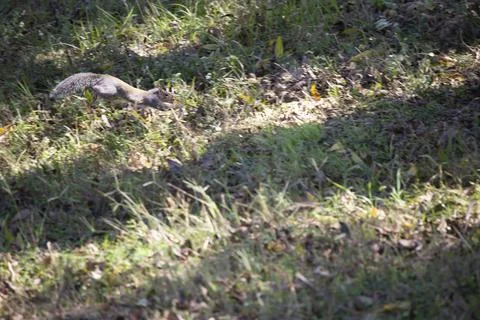 Eastern Gray Squirrel Stock Photos