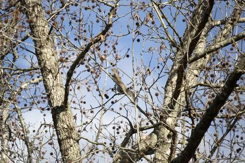 Eastern Gray Squirrel Stock Photos
