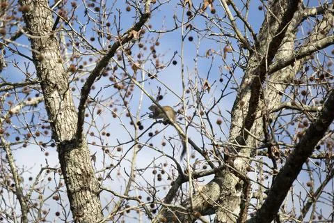 Eastern Gray Squirrel Stock Photos