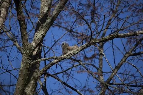 Eastern Gray Squirrel Stock Photos