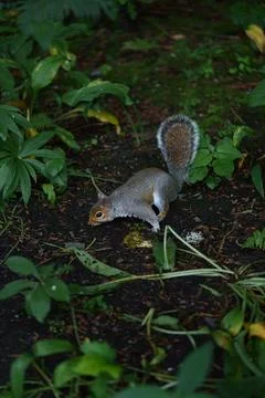 Eastern gray squirrel  Stock Photos