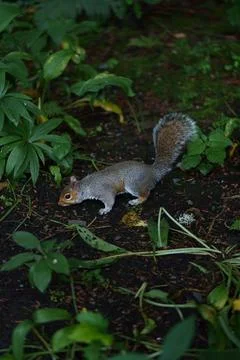 Eastern gray squirrel  Stock Photos