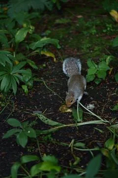 Eastern gray squirrel  Stock Photos