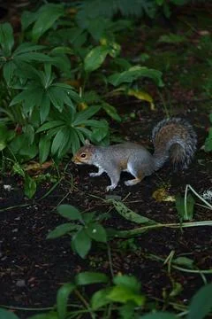 Eastern gray squirrel  Stock Photos