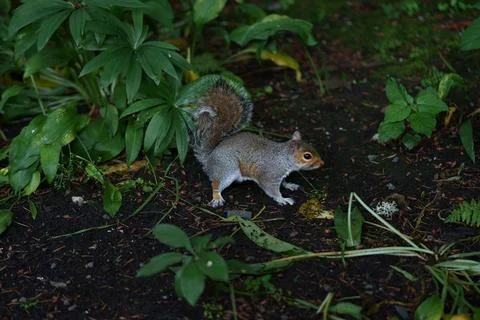 Eastern gray squirrel  Stock Photos