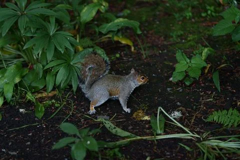 Eastern gray squirrel  Stock Photos